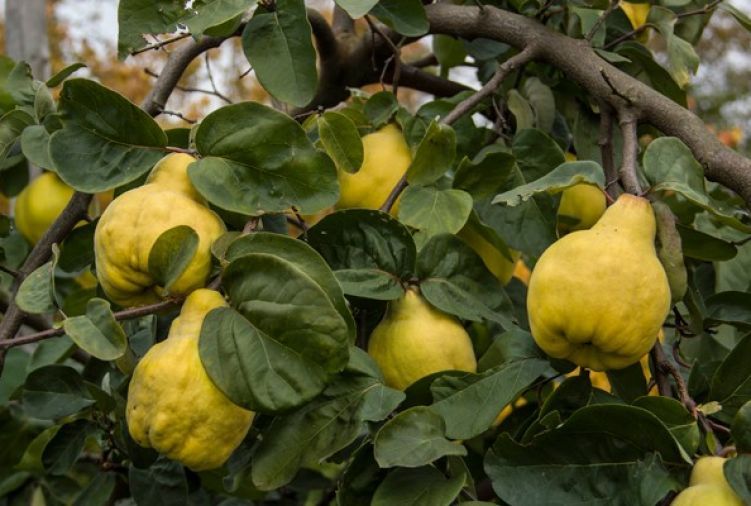 Pigwa gruszkowa/jabłkowa -drzewko owocowe