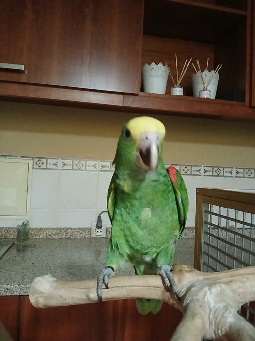 Macho de Amazona oratrix