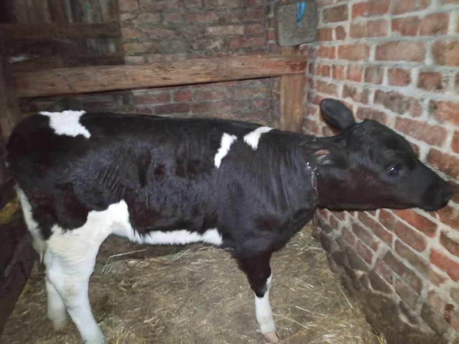 Продам теля тьолочку