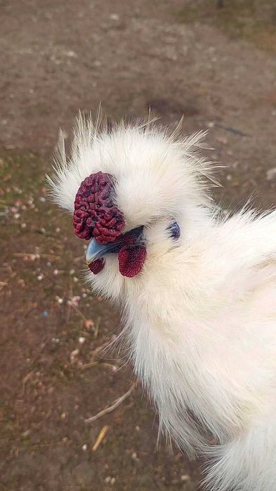 Китайський пуховий шовковий півник