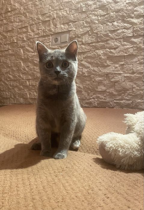 Шотландська прямовуха киця