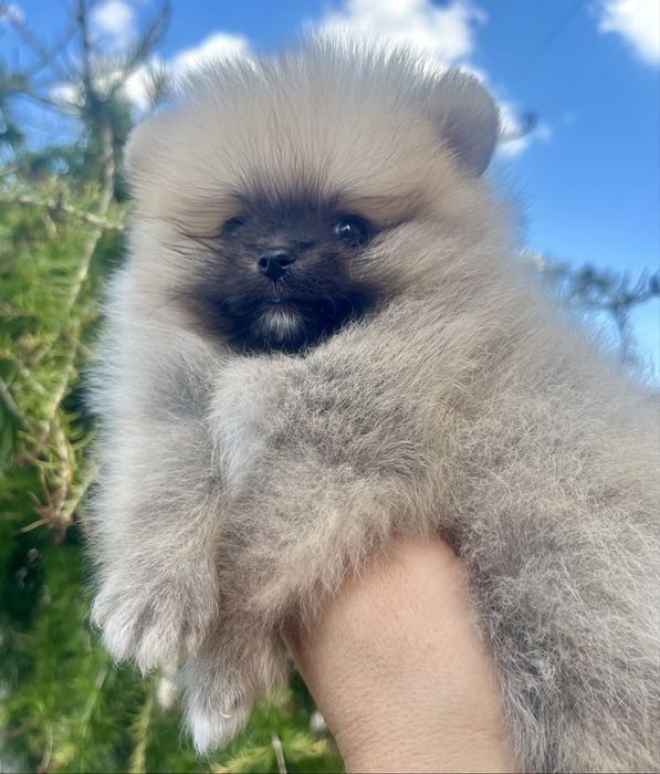 Померанський шпіц