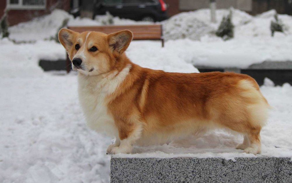 Вязка корги пемброк