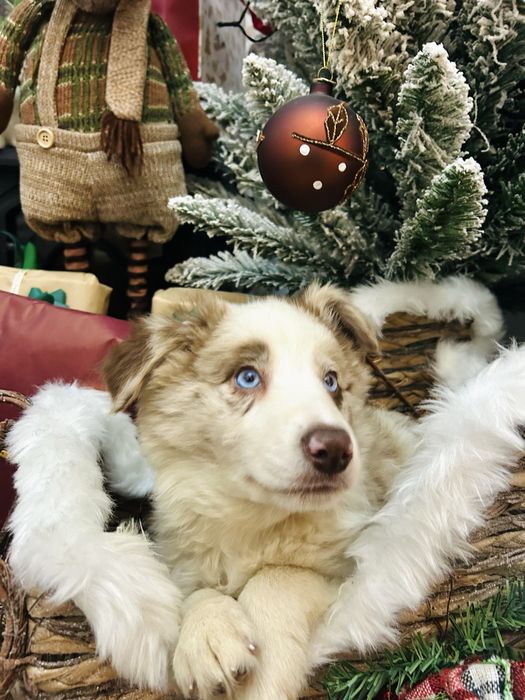 Excelente menina border collie red merle okhos azuis