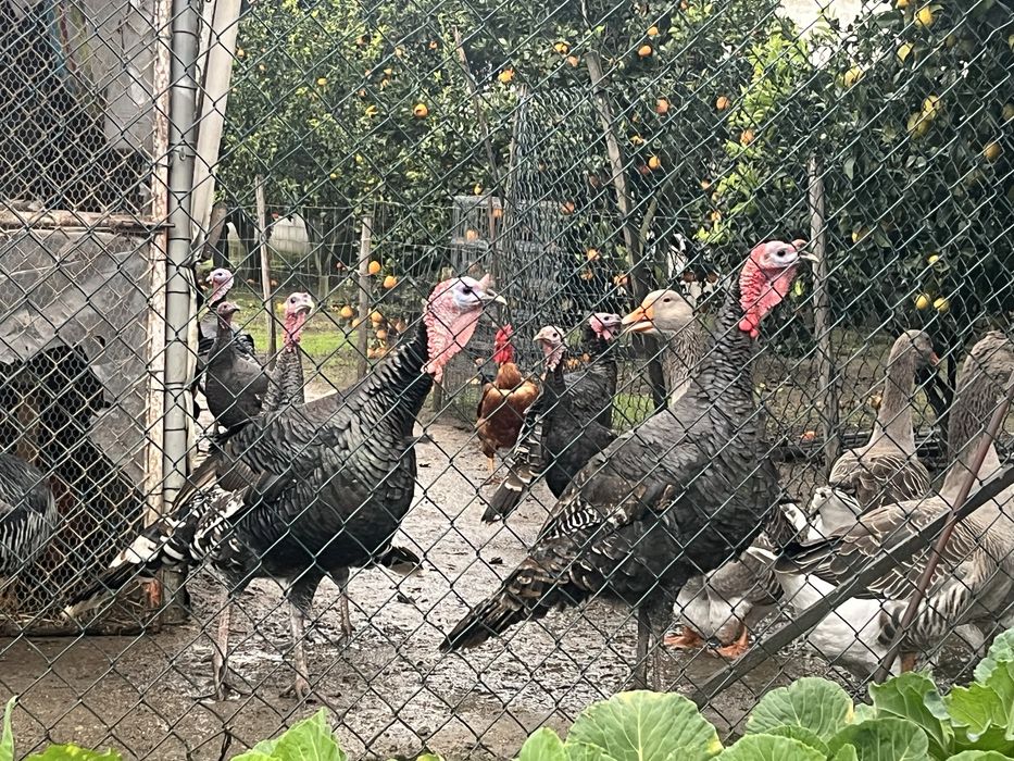 Vendo perús(Machos)