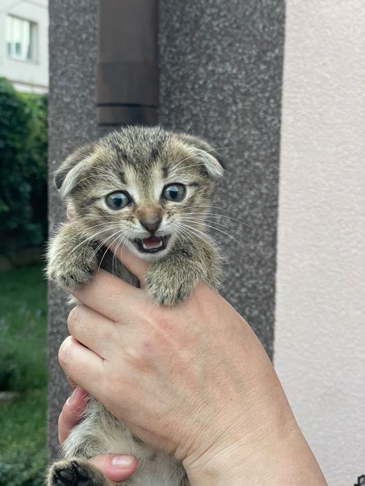 Котенята британські