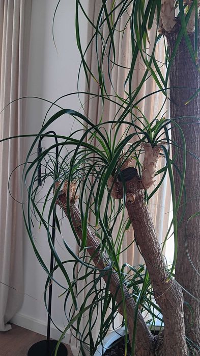 Planta grande pata elefante