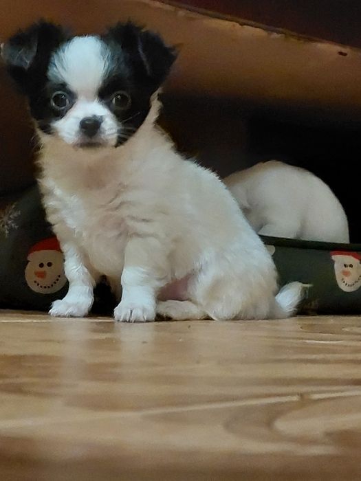 крошки  малышки чихуашки