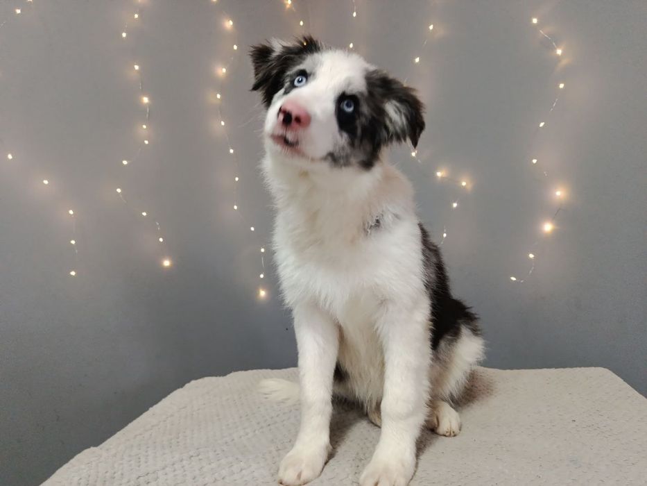 Хлопчики, дівчинка бордер коллі. Цуцики бордер коллі