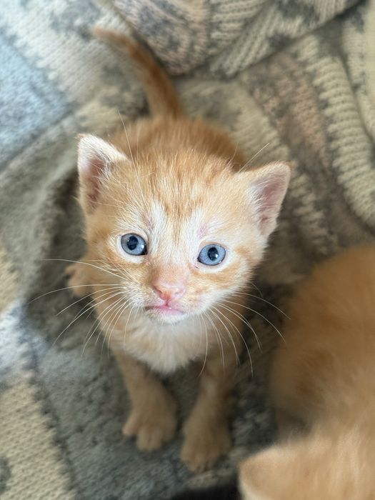 Кошенята вислоухі