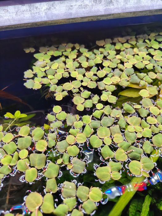 Phyllanthus Fluitans