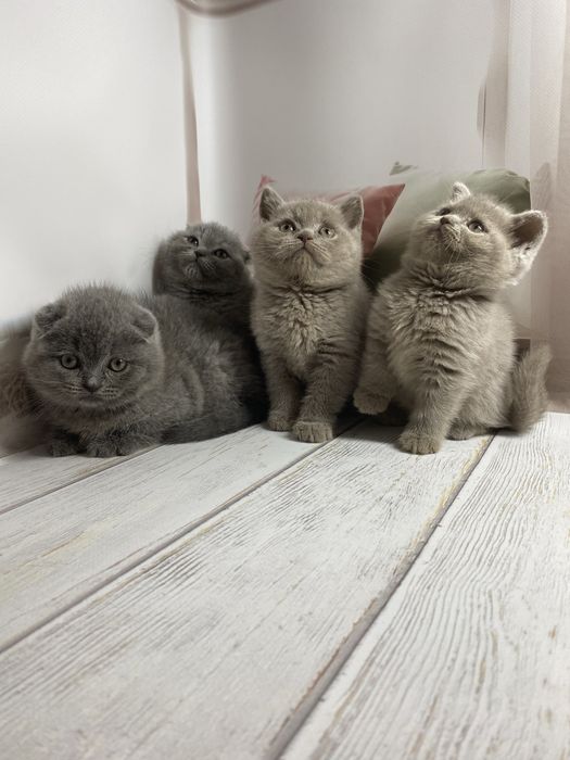 Шотландские котята девочка страйт