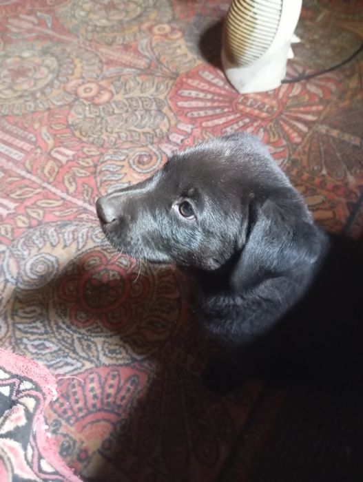 Продам щенка лабрадора