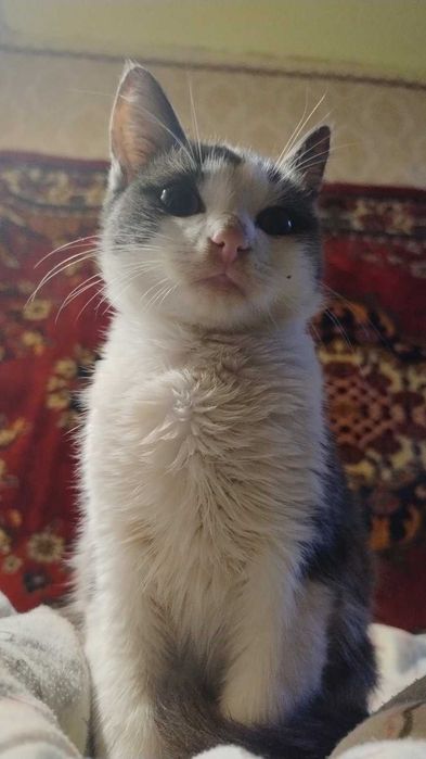 Коти в гарні руки. Їдять все. Ходять в лоток.