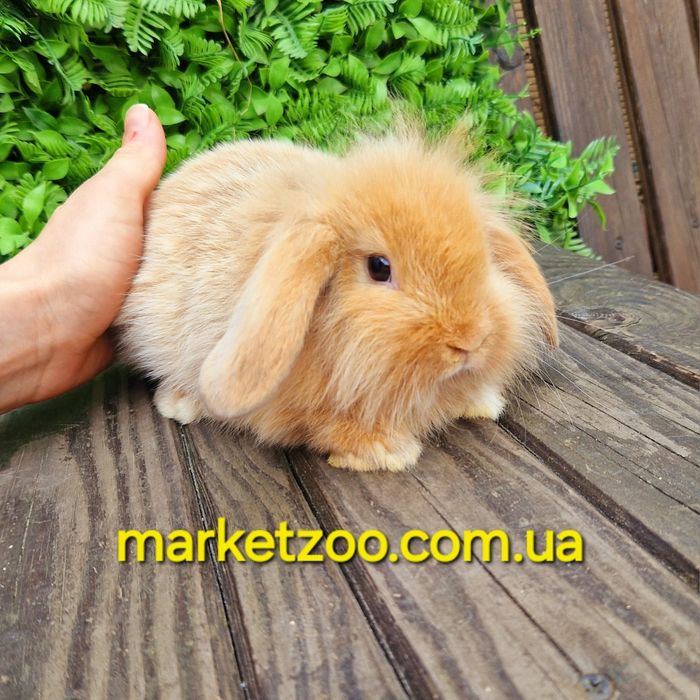 Міні кролик висловухий баранчик mini lion lop руденький з білою лапкою