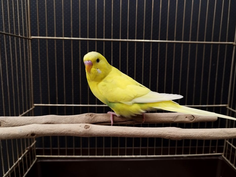 Papuga Falista MASSON