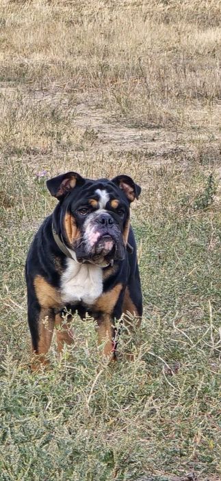 Англійський бульдог