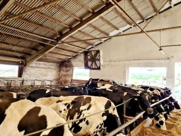 Bielenie, Mycie Malowanie Obory Kurnika Obór Kurników Hali Magazynu