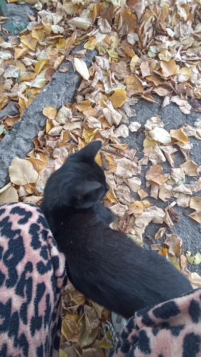 Отдам чёрного котенка, девочка, 6 месяцев