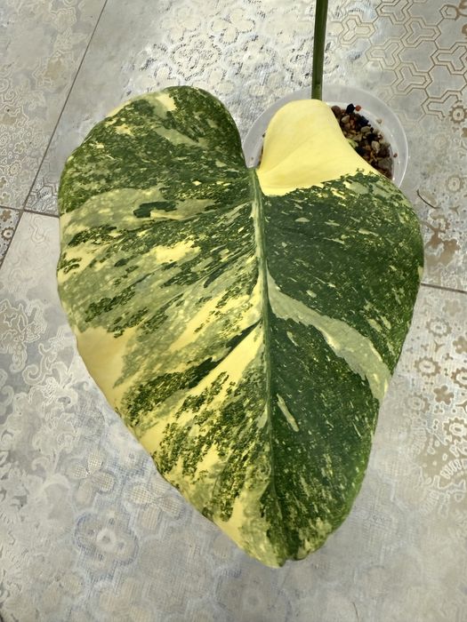 Monstera Thai Legacy , kolekcjonerska