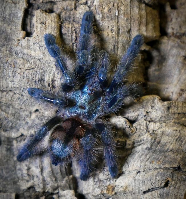 Caribena versicolor