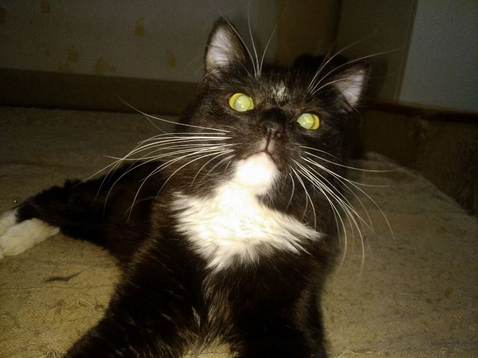 Особливий котик  у пошуку дому!