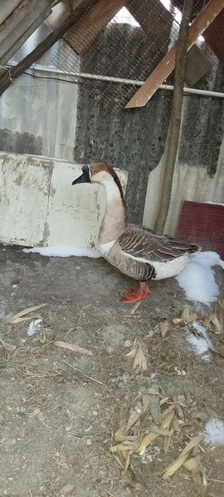 Продам Гусака сірого