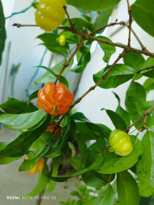 Planta pitanga vermelha l