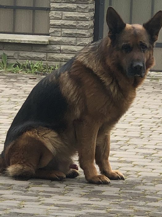 Бронювання Цуценята німецької вівчарки