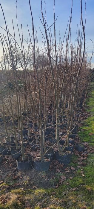 Lipa Drobnolistna 200-250 cm szerokolistna