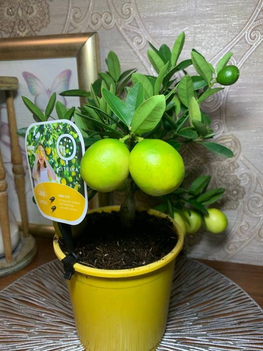 Лимон   Лаймкват Лимонелла