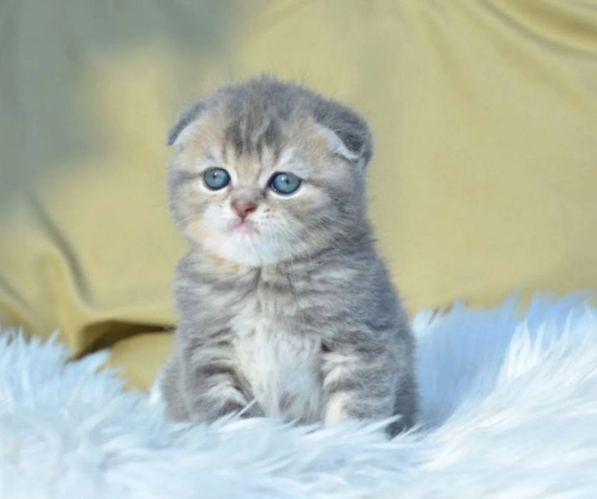 Безумно красивые котята