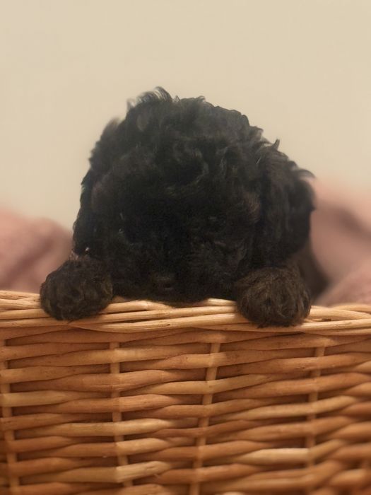 Дєвочка мальтіпу Ф1  ,договірна