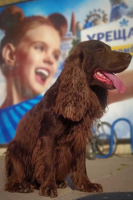 Вязка англійський кокер спанієль рідкісного окрасу