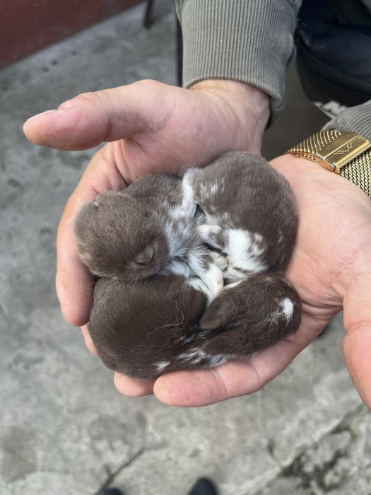Karzełek Baranek/Mini Lop - Rodowód/Metryka Królik Króliki