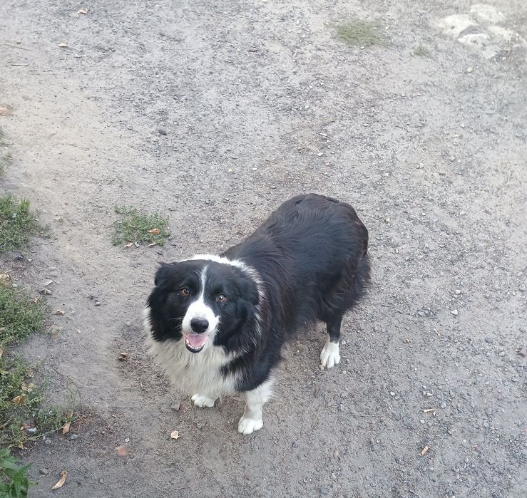 Za darmo border collie