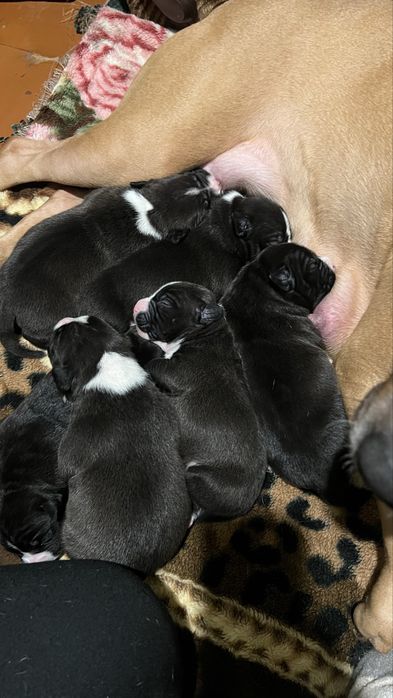 Щенки амстаффа__