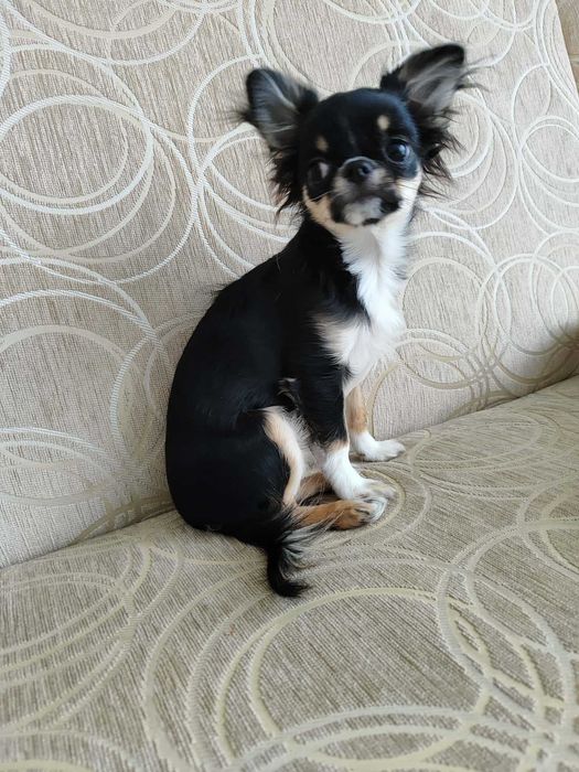 Sunia chihuahua ZKwP  FCI