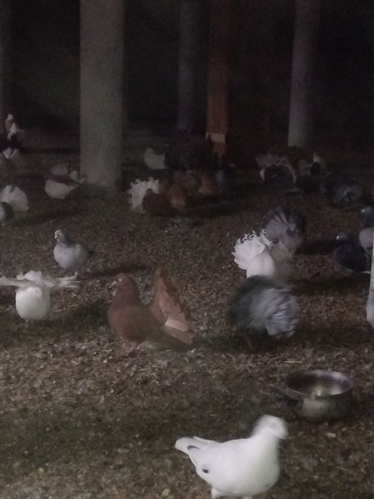 Witam posiadam na sprzedaż pawki