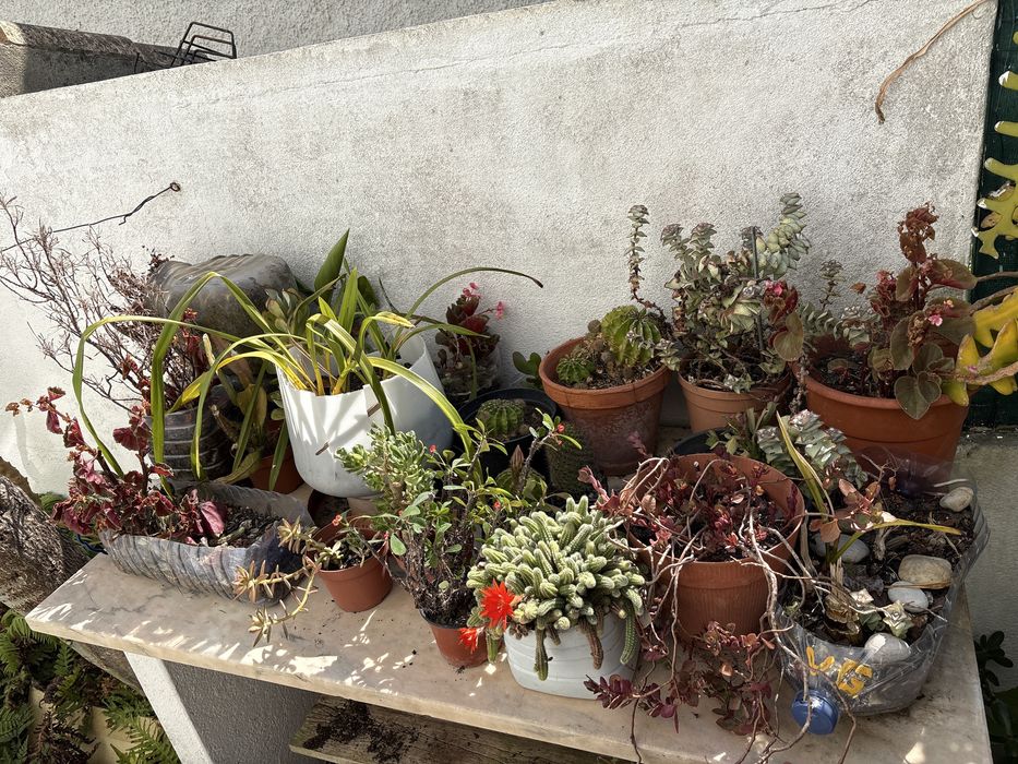 Plantas para dar