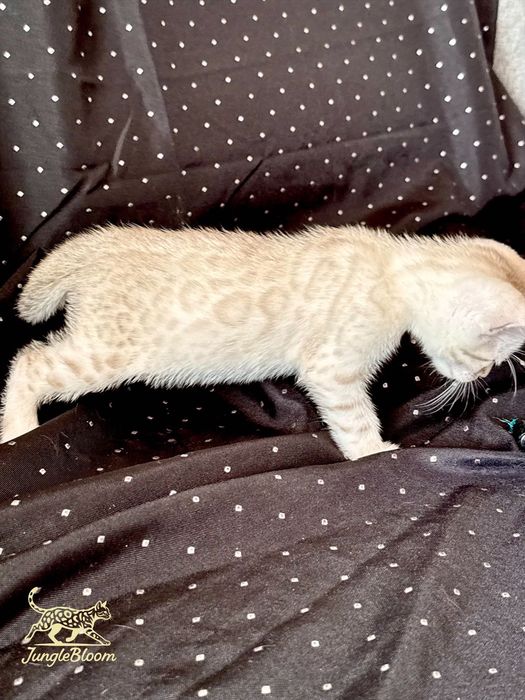 BALTHAZAR Kocurek Bengalski FPL/FIFe