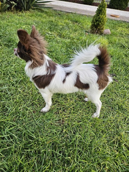 Chihuahua długowłosy czekoladowo-biały piesek