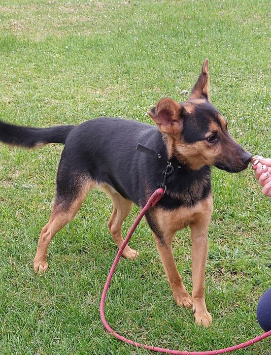 Jaśko piesek idealny do adopcji