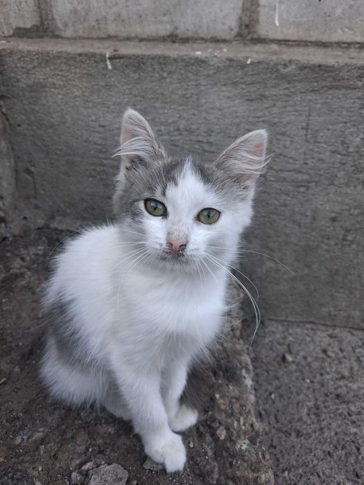 Кошенята безкоштовно