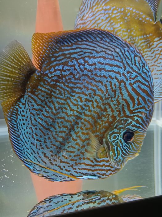 Paletki dyskowce, Red Turkus