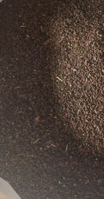 Facelia  20 kg dla pszczół