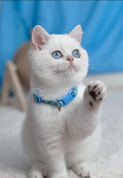 Британські кошенята шншила поінт