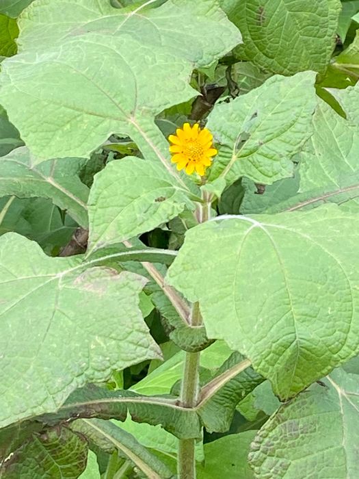 Batata yacon 2.50€/Kg