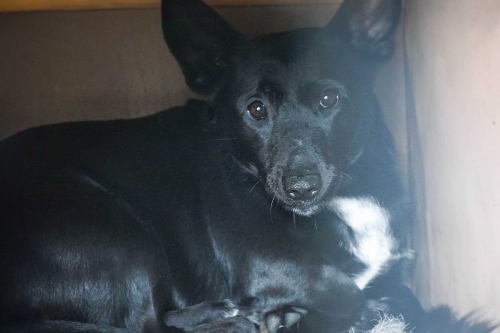 Tunis - niewielki pies