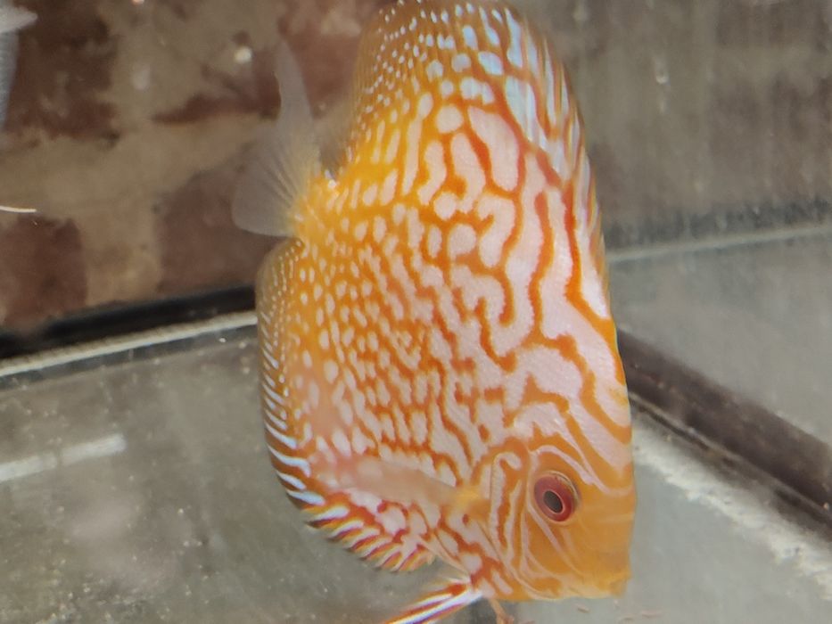 MISIEKZOO Dyskowce - Paletki rozmiar 5 cm - kilka odmian barwnych !!!